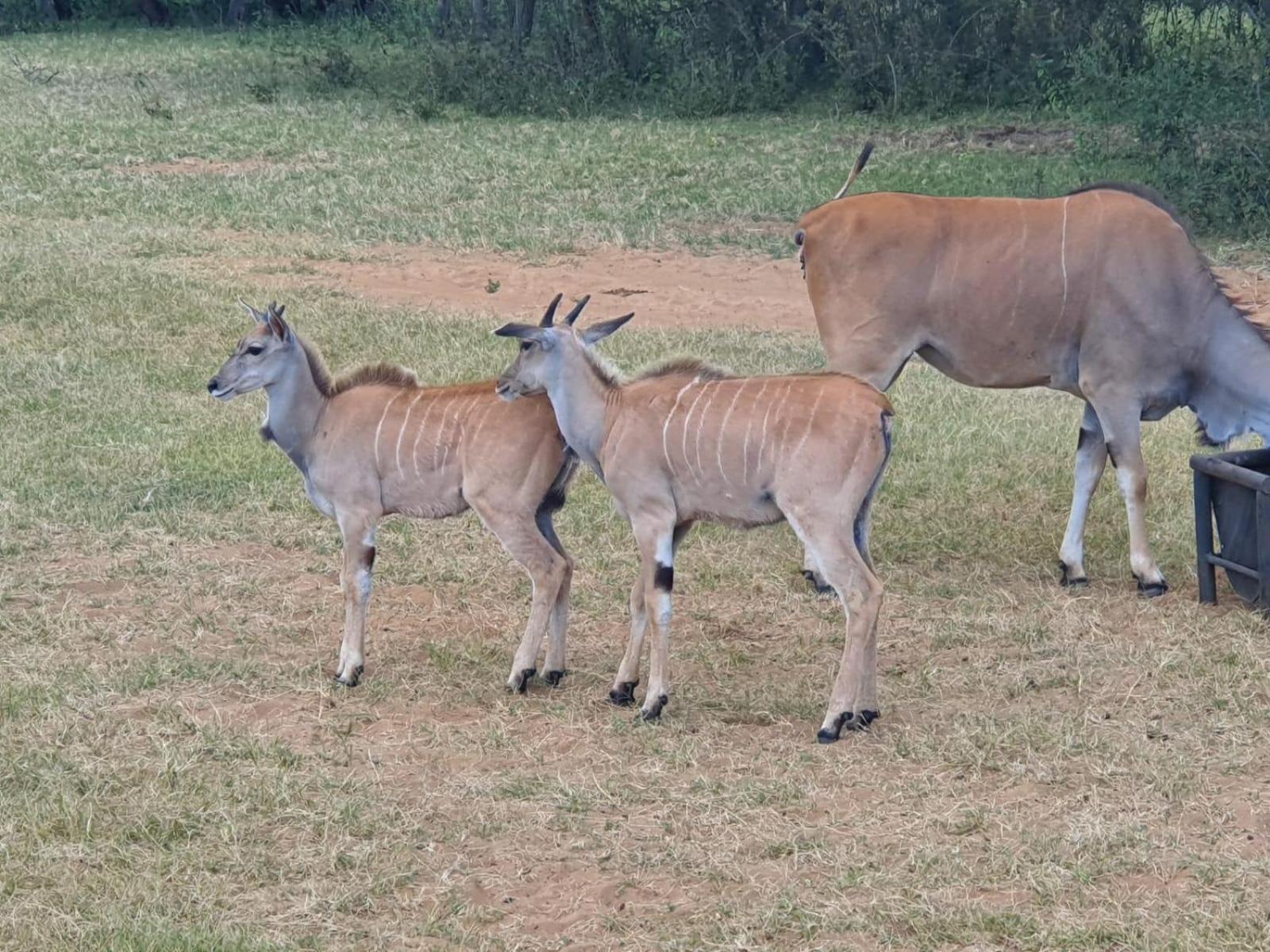 ואלווטר Kigeni Safari Lodge & Spa מראה חיצוני תמונה