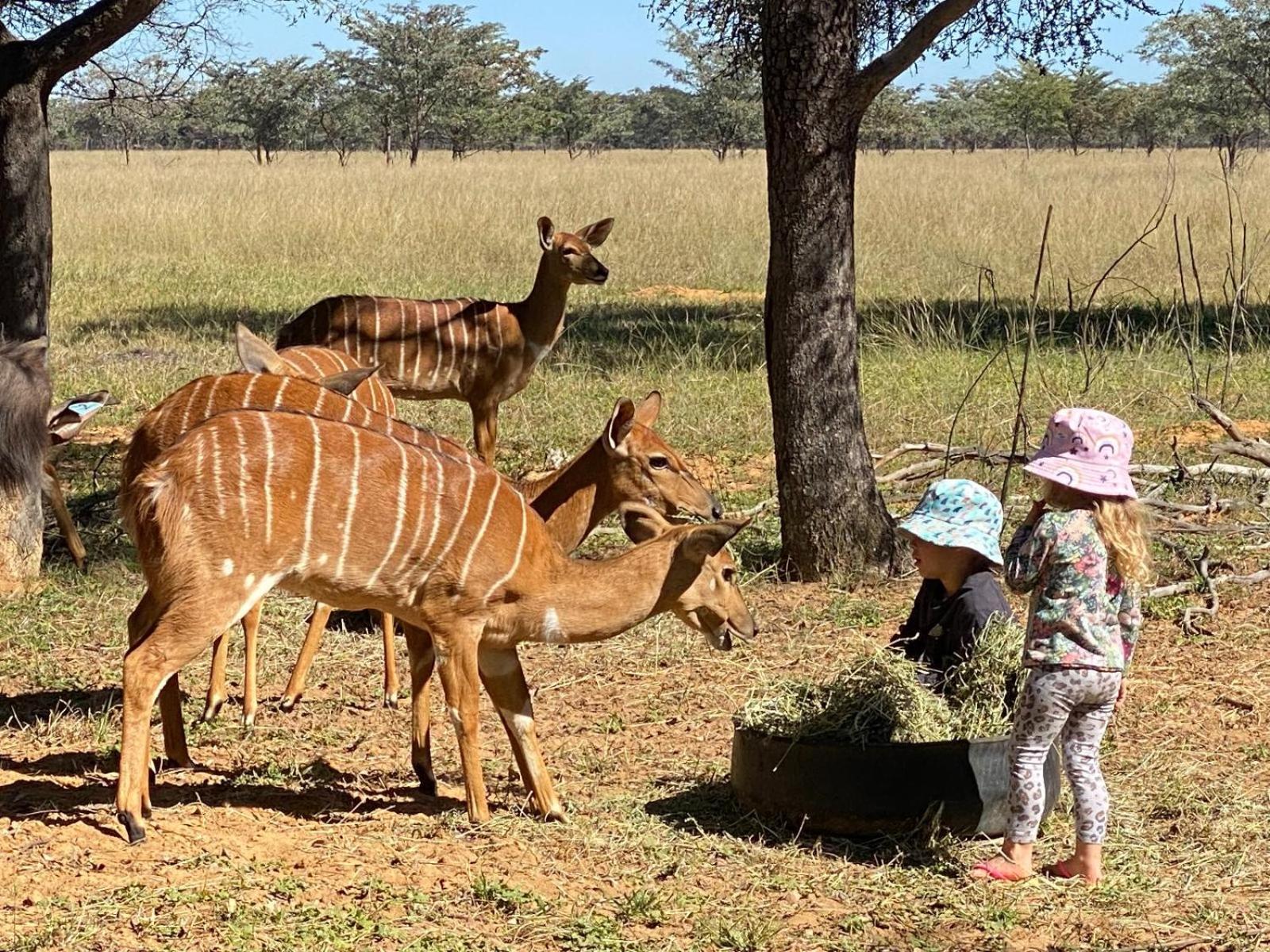 ואלווטר Kigeni Safari Lodge & Spa מראה חיצוני תמונה